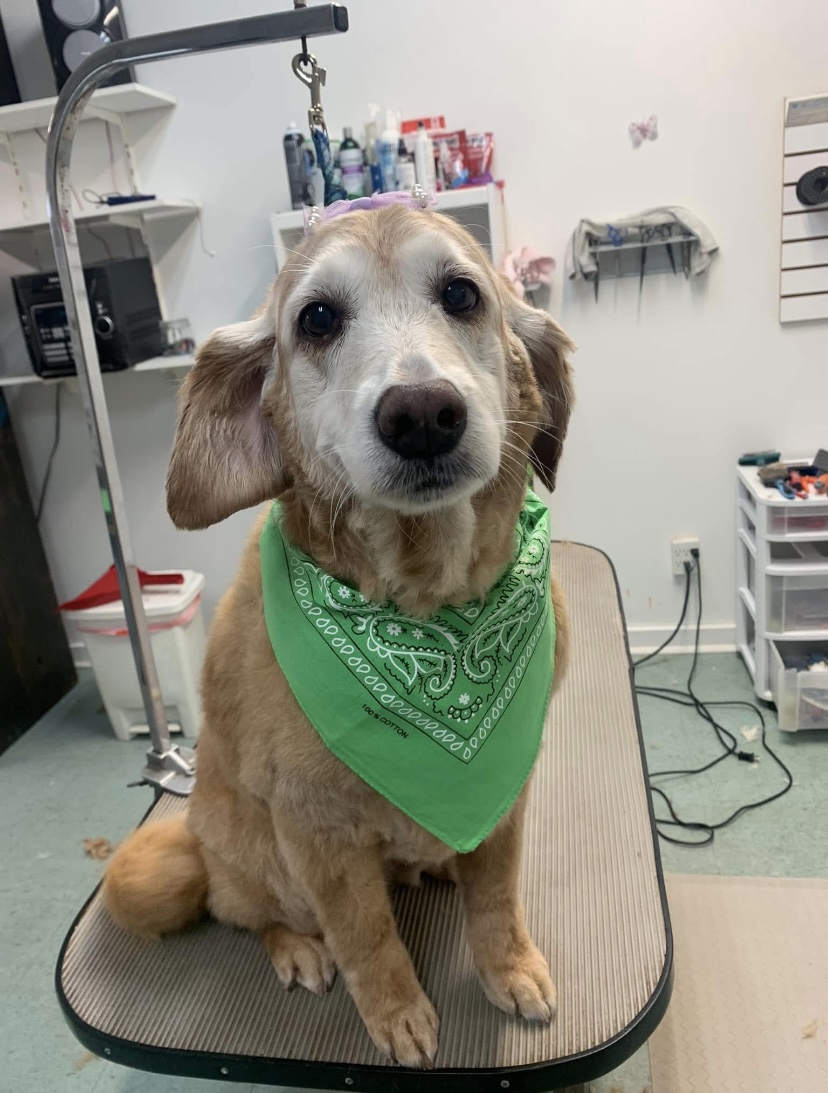 Beautifully groomed dog at Terri's Pet Grooming in Orillia